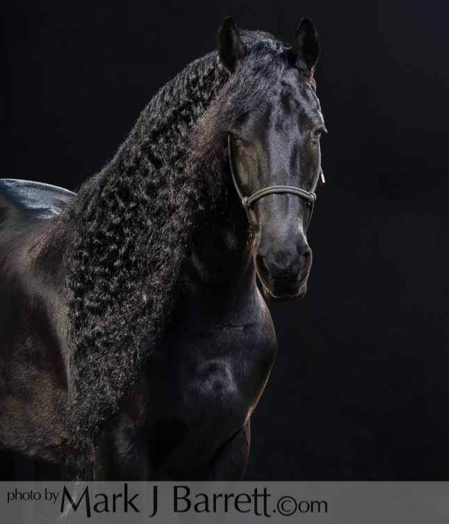 Friesian Horse @Mark J Barrett